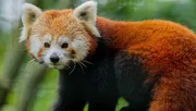 Kattenbeer, vuurvos of rode panda © Zoo Magdeburg